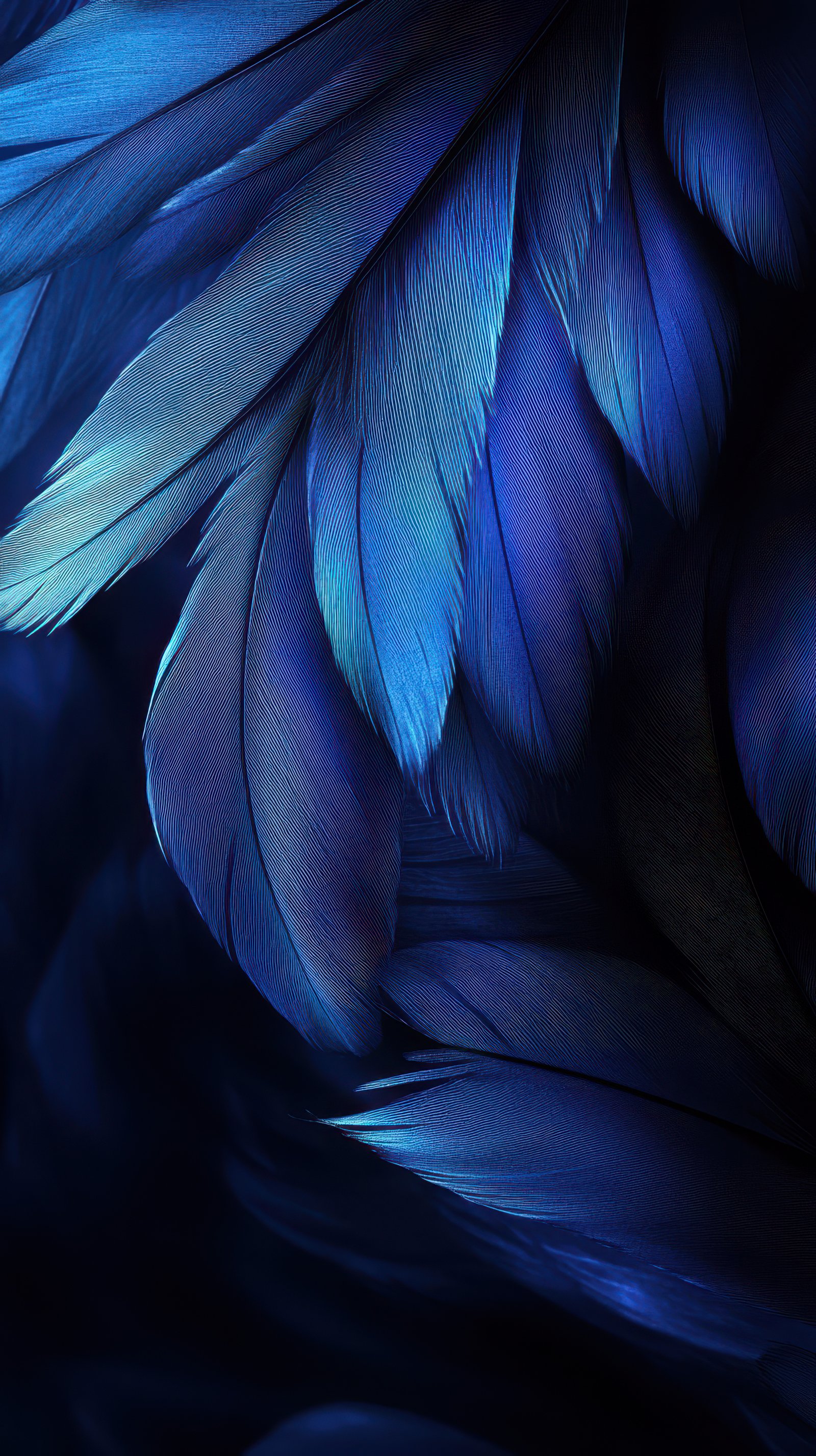 Vibrant blue feathers create a stunning visual display with intricate texture and depth